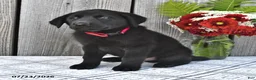 Mixed Breed dogs for sale: Charlie - Ad 2