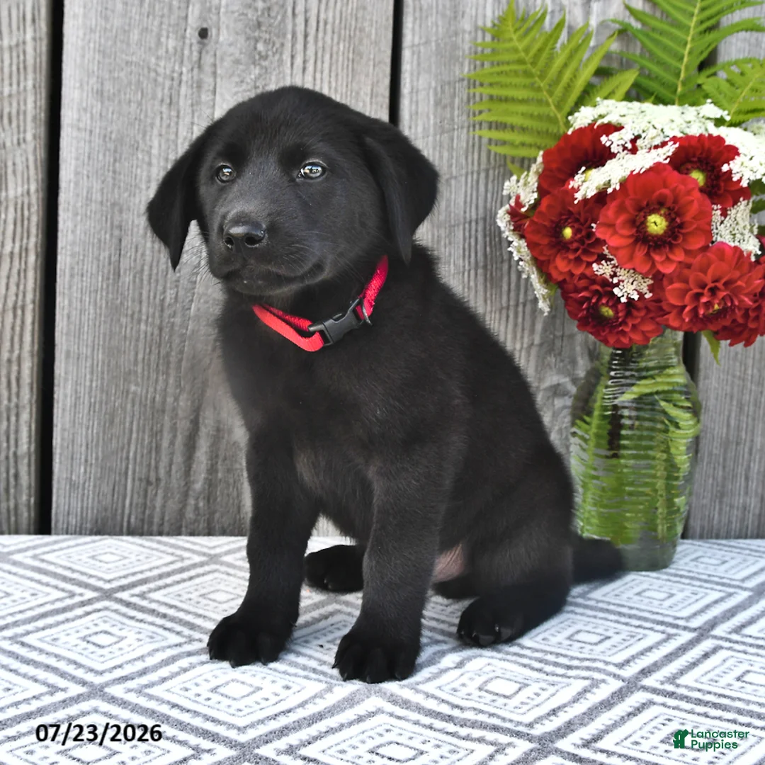 Mixed Breed dogs for sale: Charlie - Ad 2