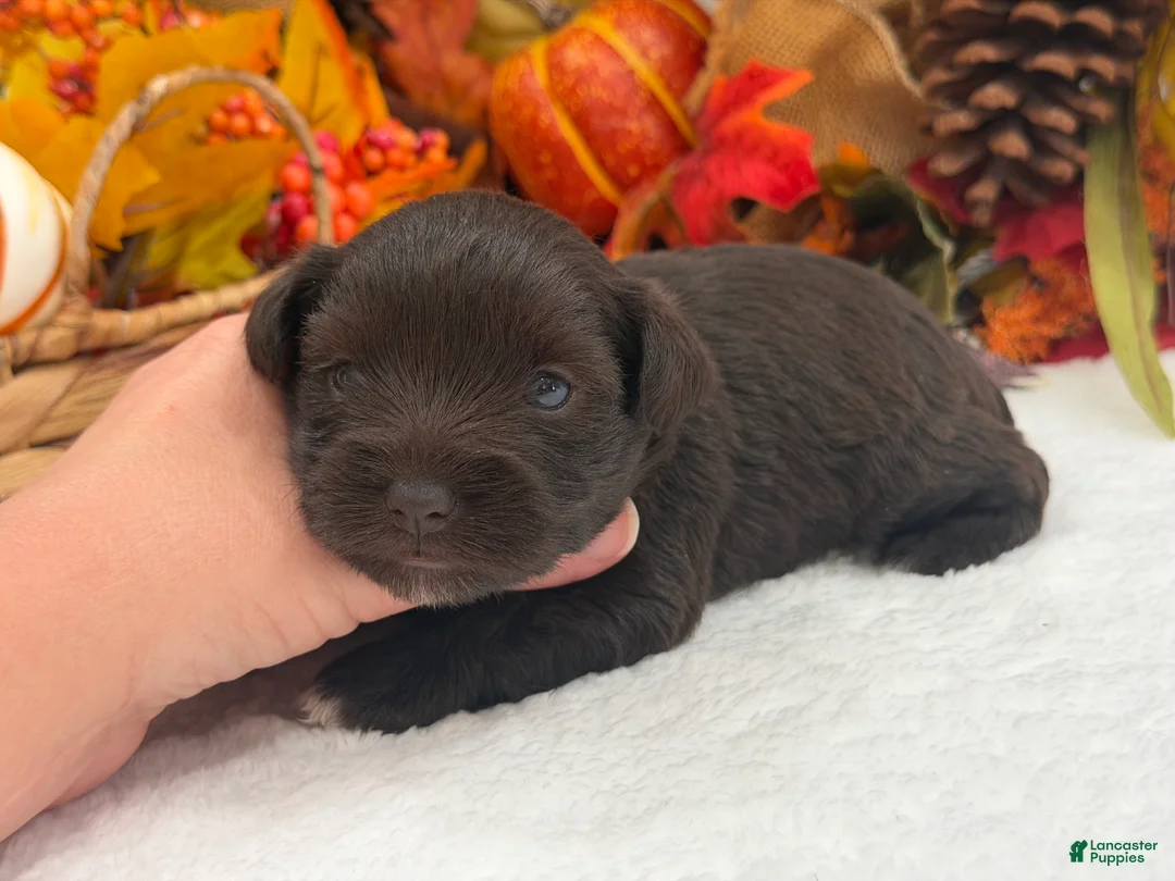 Miniature Schnauzer dogs for sale: Lexie Female 2 AKC Liver Color Mega Coat - Ad 1
