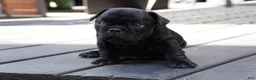 French Bulldog dogs for sale: Lilo - Ad 4