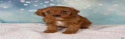 Cavapoo dogs for sale: Ellie - Ad 1