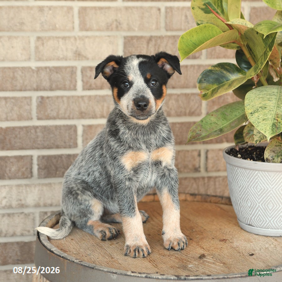Australian Cattle Dog dogs Molly - Ad 2