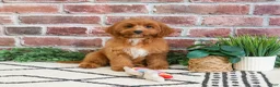 Cavapoo dogs for sale: Kelsie  - Ad 4