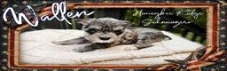 Miniature Schnauzer dogs for sale: Akc Wallen - Ad 2