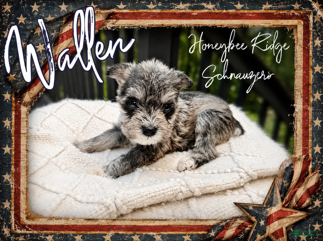 Miniature Schnauzer dogs for sale: Akc Wallen - Ad 2