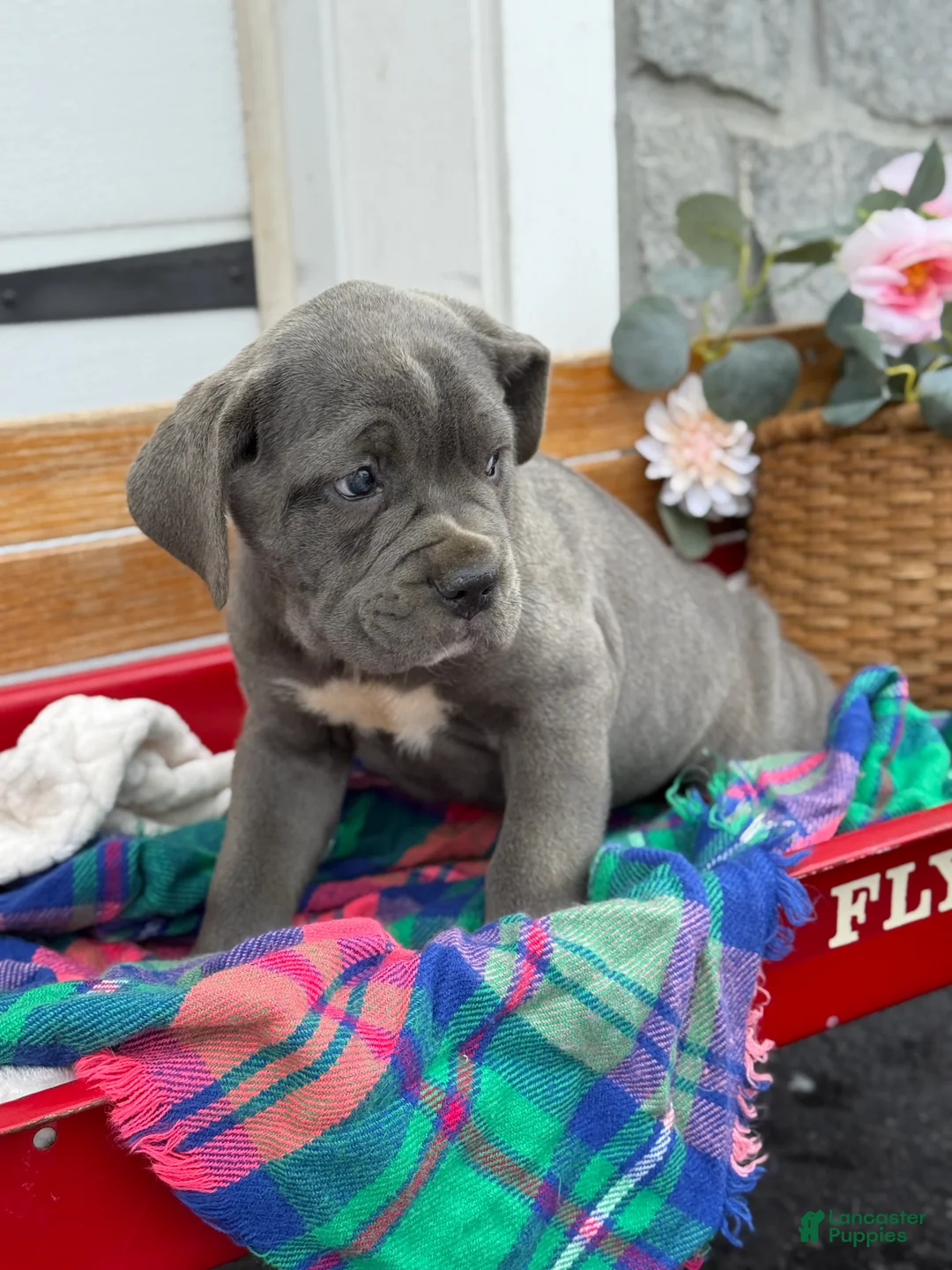 Cane Corso dogs for sale: Abby - Ad 2