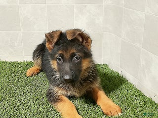 German Shepherd dogs - Ad 19