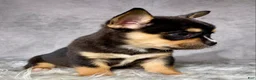 Mixed Breed dogs for sale: Miss Sadie  - Ad 5