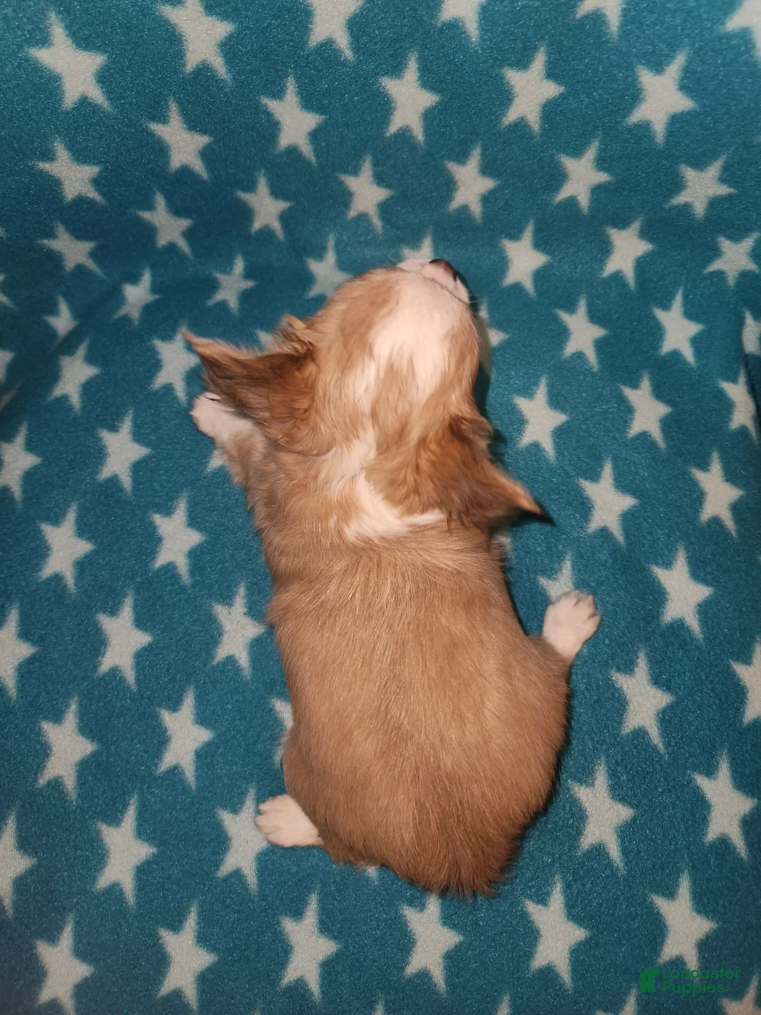 Chihuahua dogs for sale: Sara - Ad 2