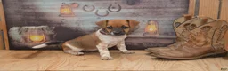 Jug dogs for sale: Fern - Ad 3