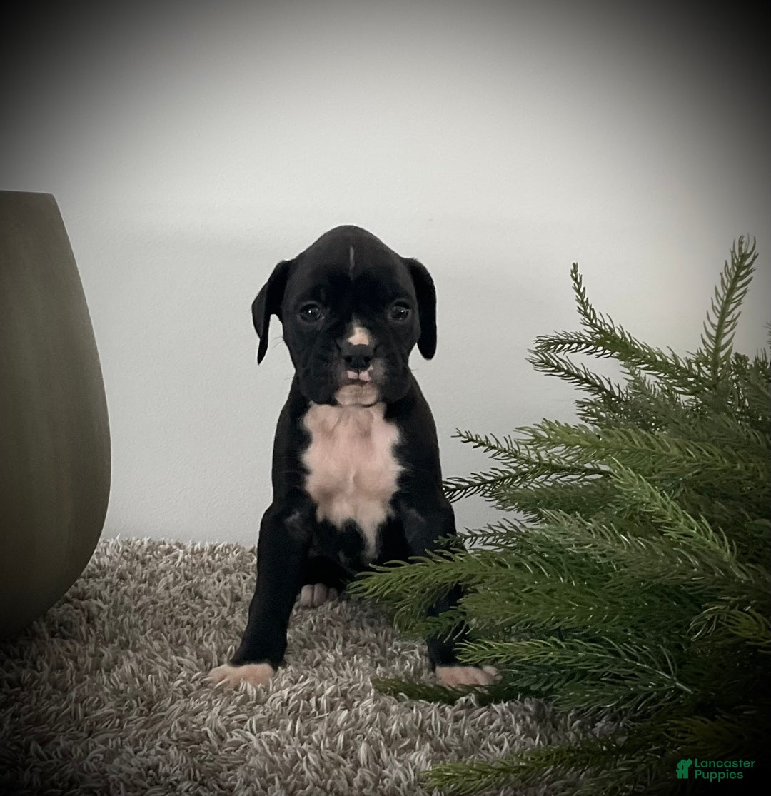 Boxer dogs for sale: Brooklyn  - Ad 7