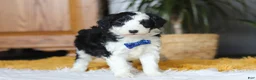 Sheepadoodle dogs for sale: Thumper - Ad 7