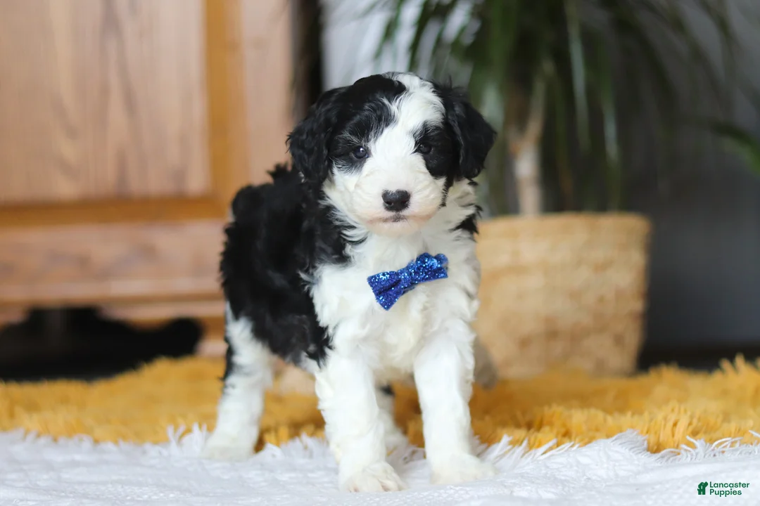 Sheepadoodle dogs for sale: Thumper - Ad 7