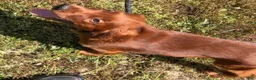 Irish Setter dogs for sale: Black collar - Ad 2