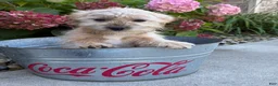 Shorkie dogs for sale: Axle - Ad 3