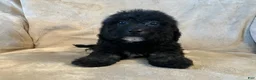 Bichpoo dogs for sale: Max - Ad 4