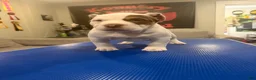 American Bully dogs for sale: lil UCE - Ad 4