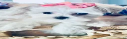 Maltese dogs for sale: Teacup Lily - Ad 8