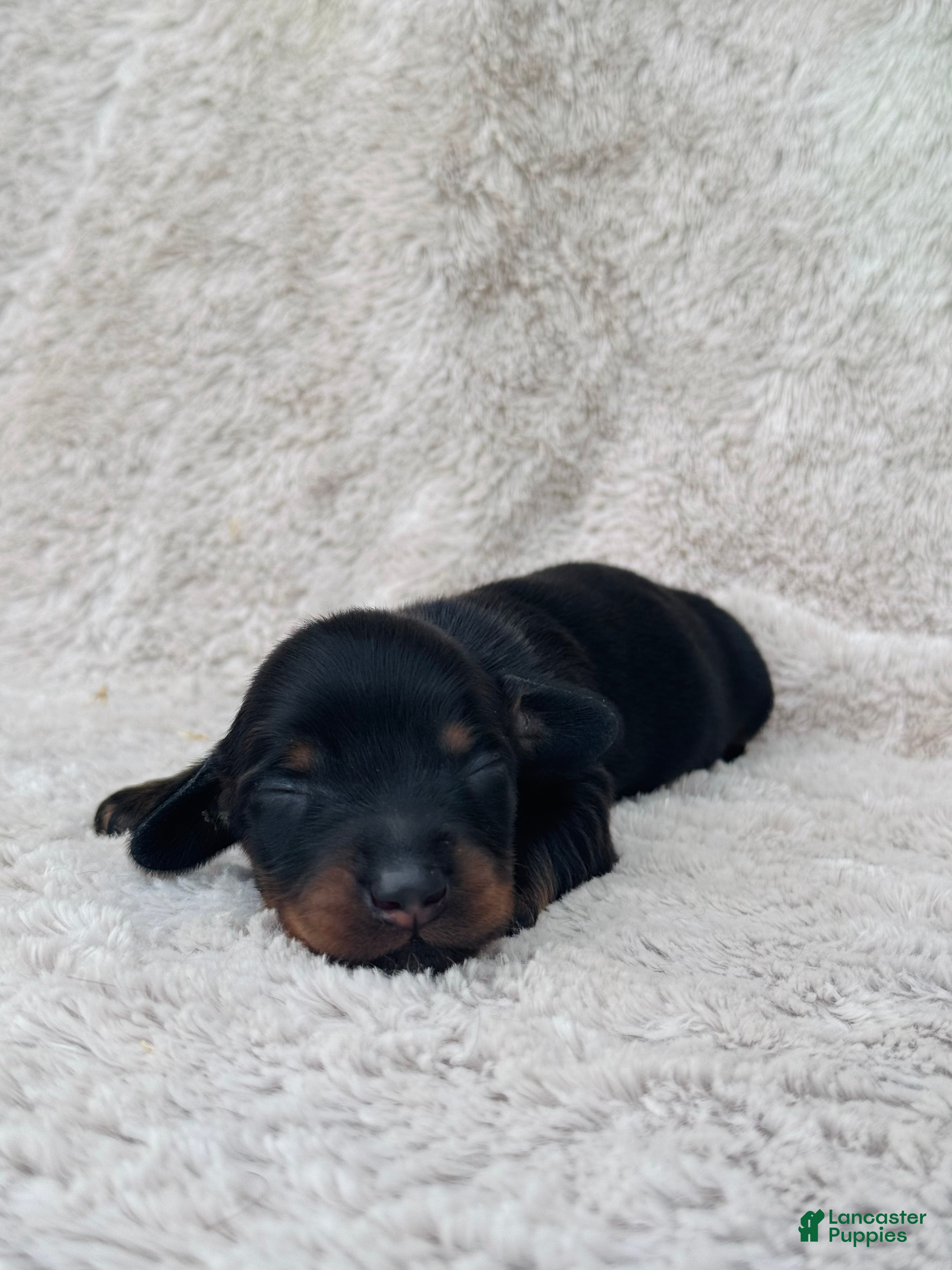 Miniature Dachshund dogs AKC Longhair Black & Tan Mini Dachshund Boy - Ad 14