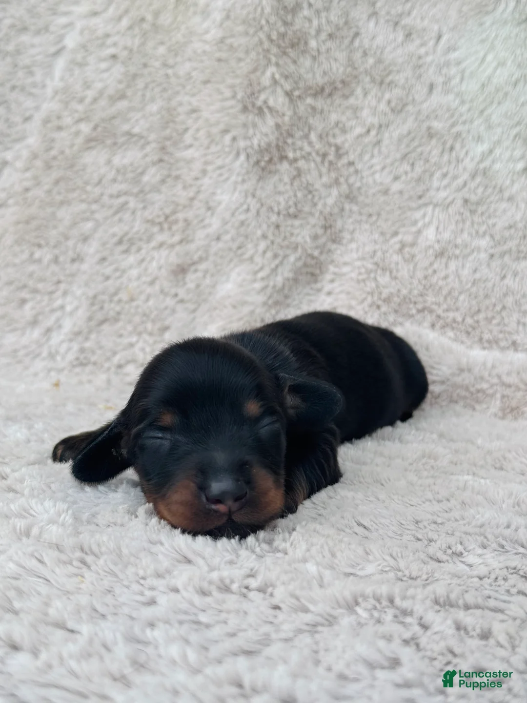 Miniature Dachshund dogs for sale: AKC Longhair Black & Tan Mini Dachshund Boy - Ad 1