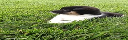 Shiba Inu dogs for sale: Wendy - Ad 10