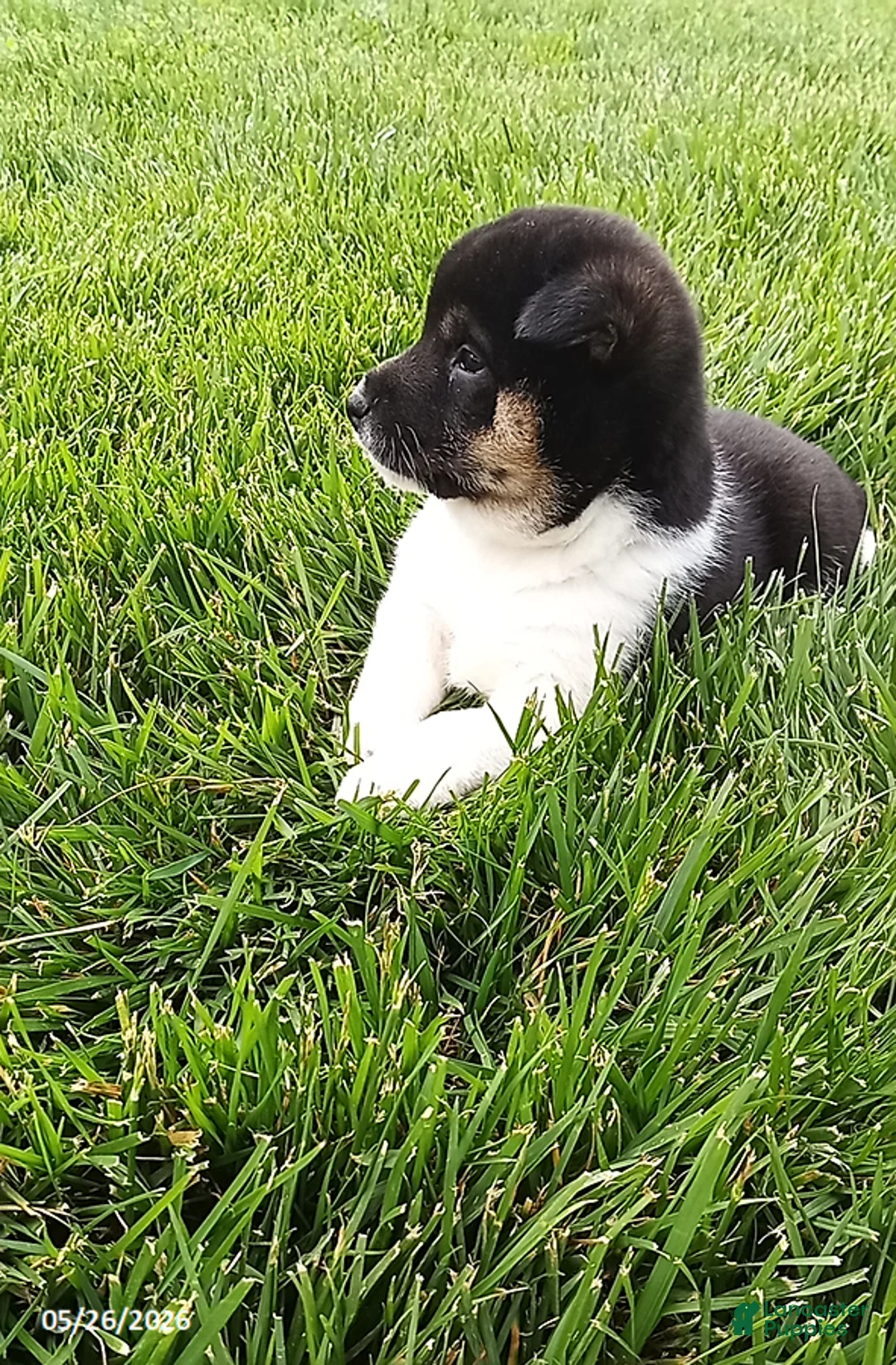 Shiba Inu dogs for sale: Wendy - Ad 10