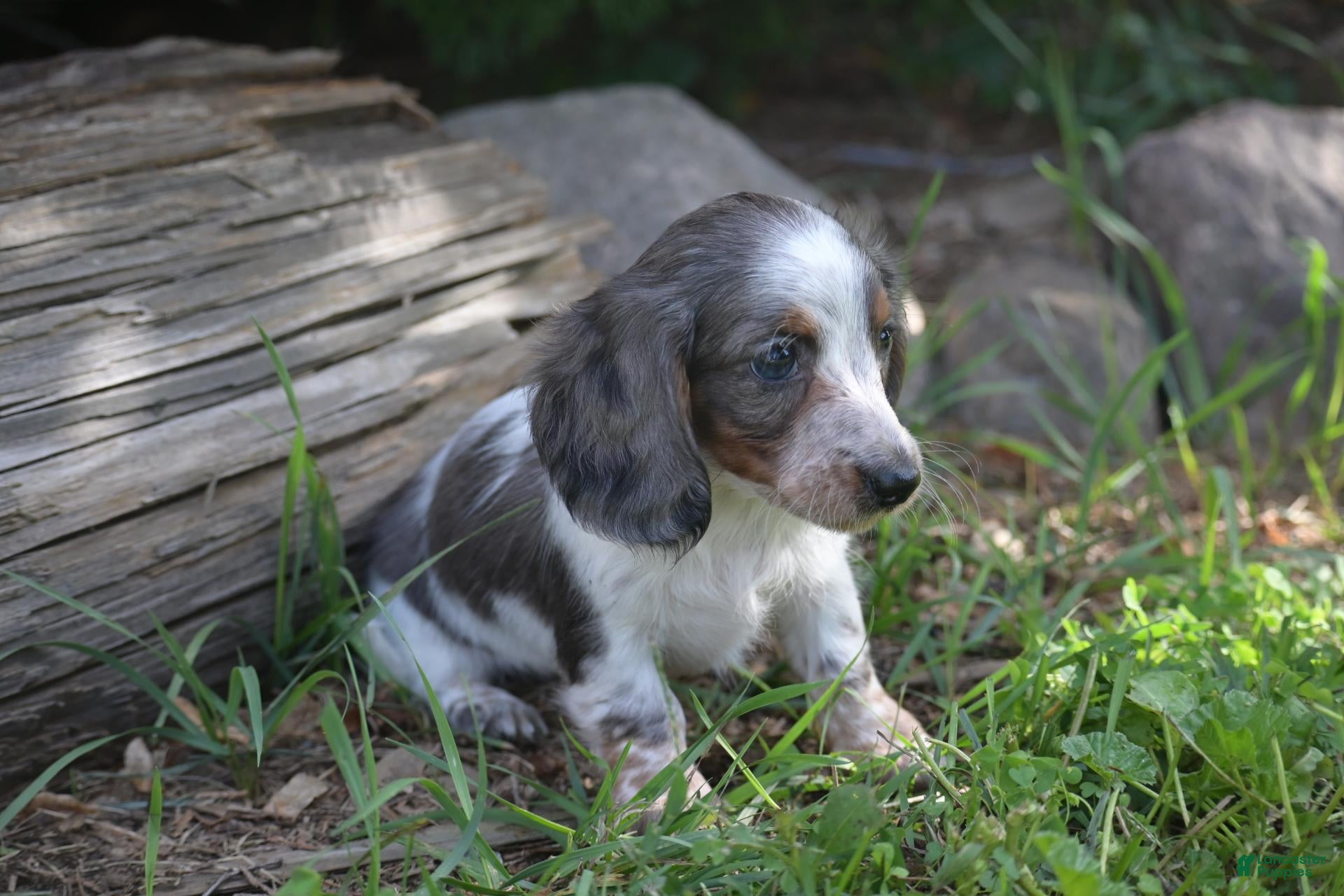 Miniature Dachshund dogs Dolly - Ad 2