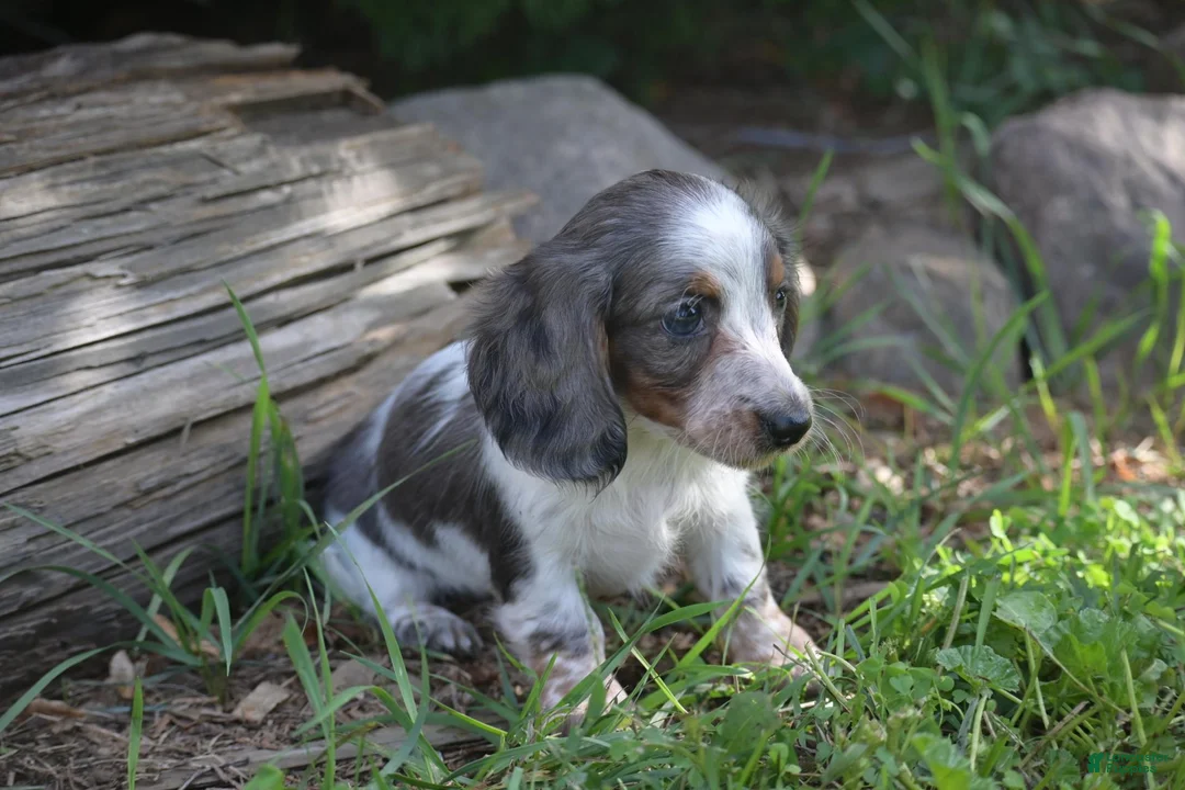 Miniature Dachshund dogs for sale: Dolly - Ad 2