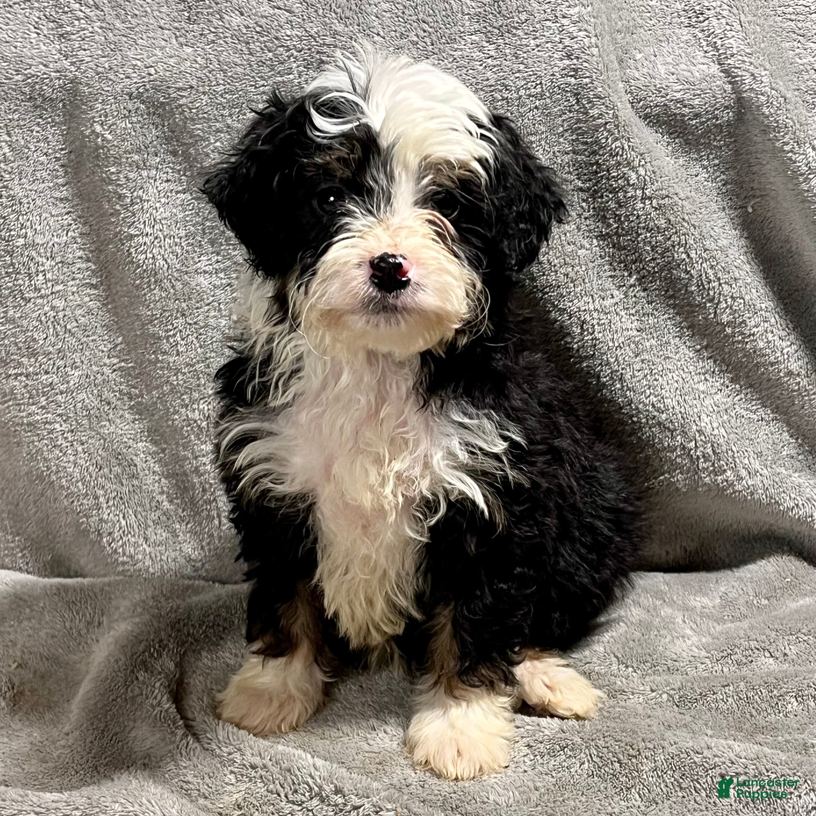 Mini Bernedoodle dogs Oliver - Ad 2