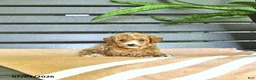 Miniature Poodle dogs for sale: Carmel - Ad 4