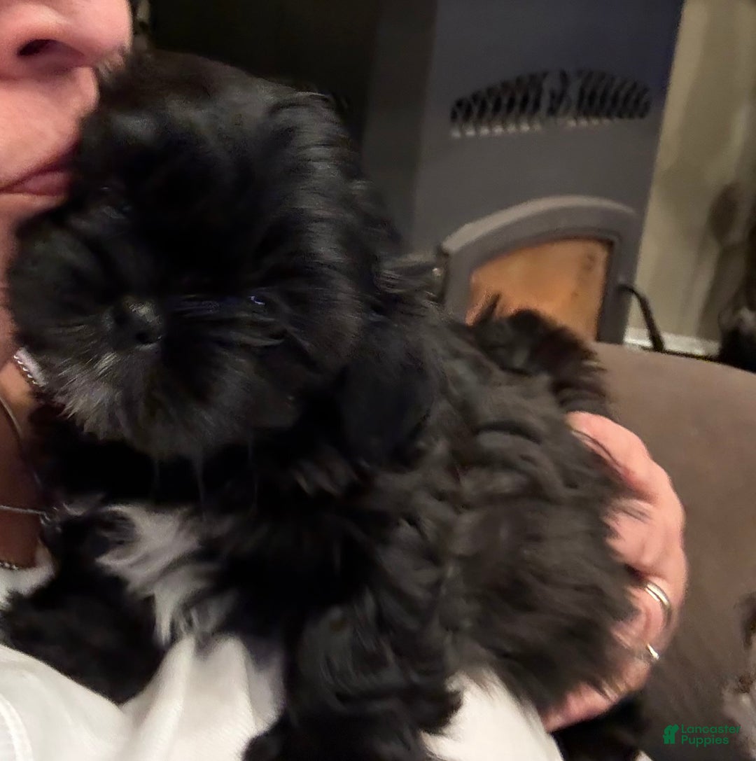 Shih Tzu dogs for sale: Raven - Ad 12