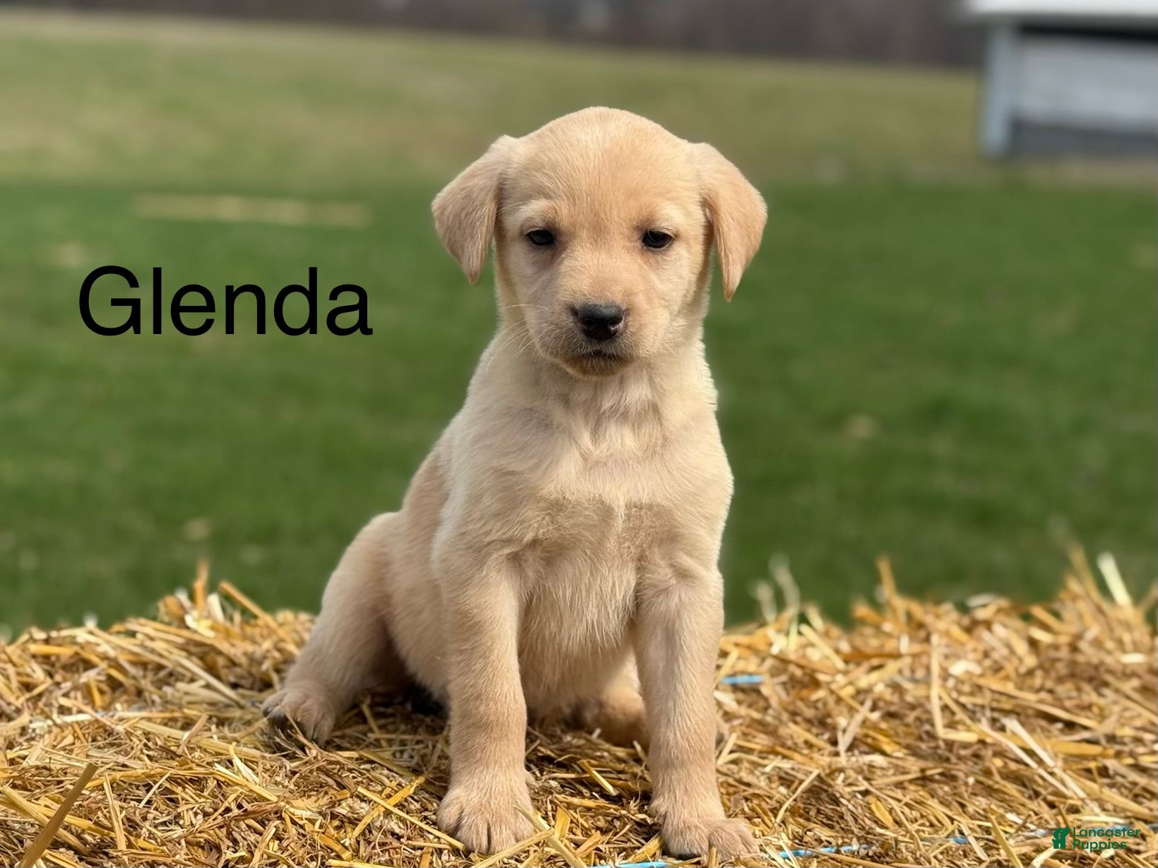 Labrador Retriever dogs Glenda - Ad 24