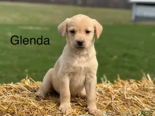 Labrador Retriever dogs Glenda - Ad 24