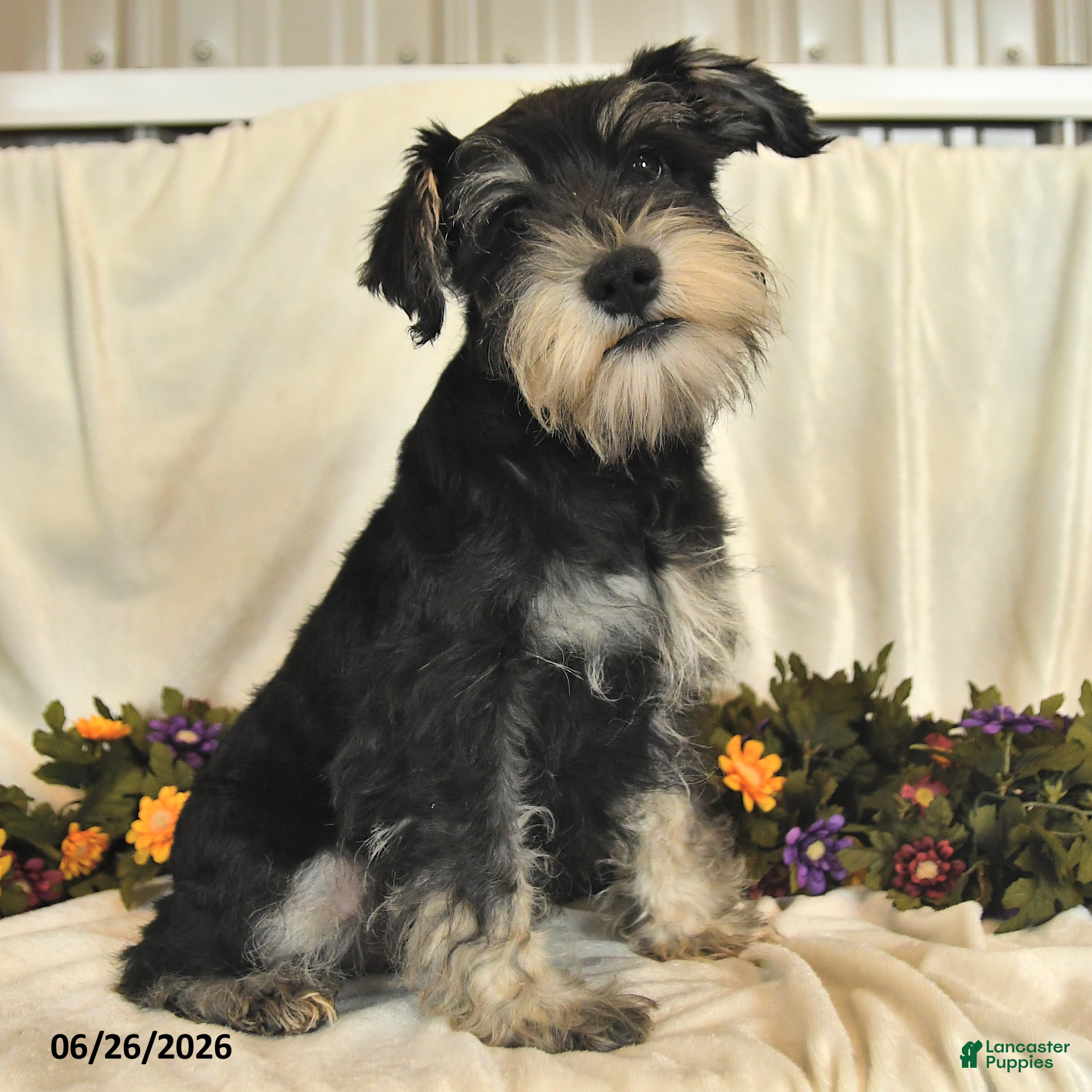 Miniature Schnauzer dogs George - Ad 2