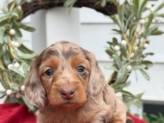 Miniature Dachshund dogs Eloise - Ad 7