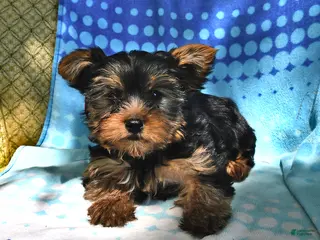 Yorkshire Terrier dogs for sale: Miney - Ad 4