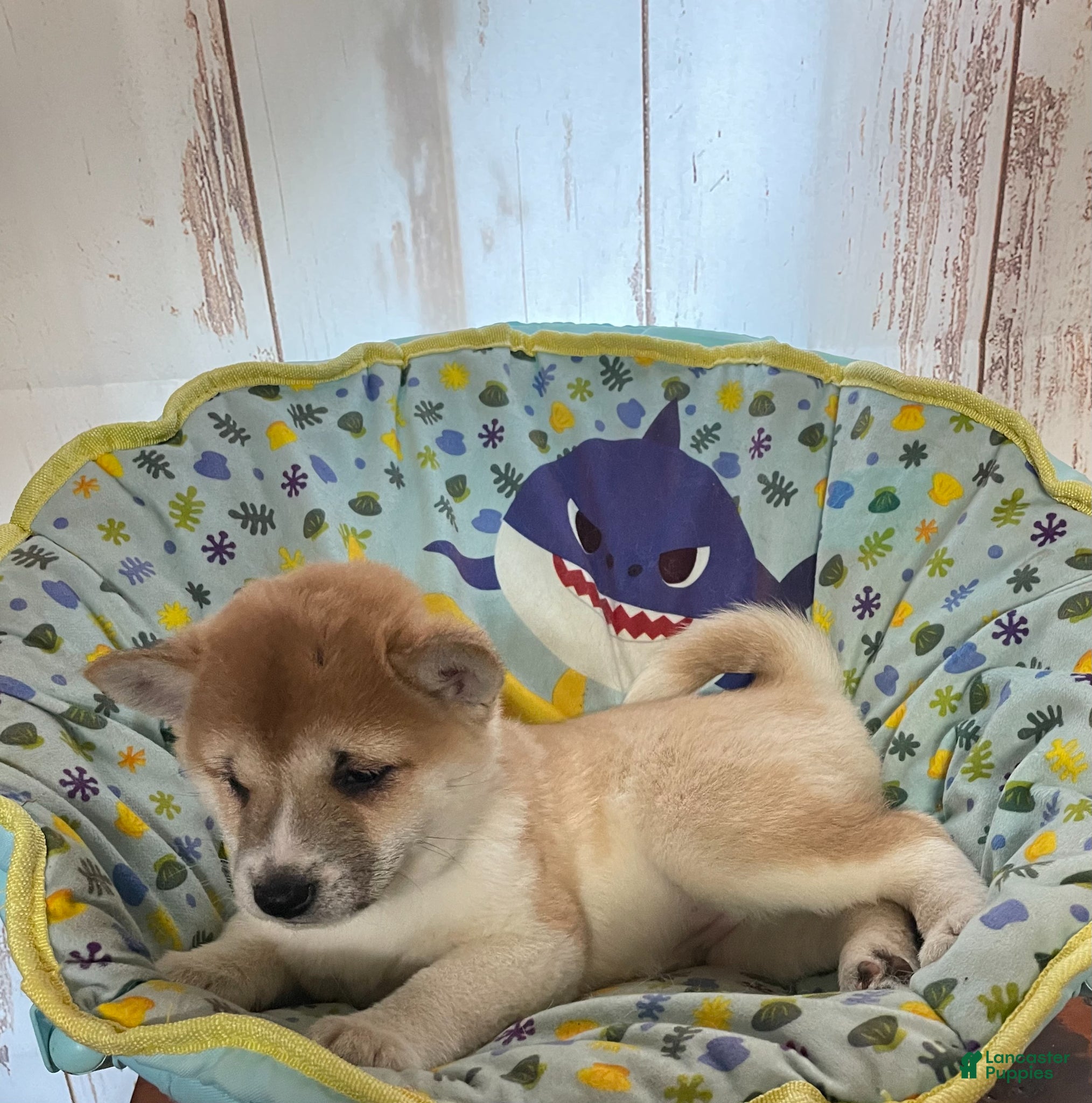 Shiba Inu dogs Awesome - Ad 1