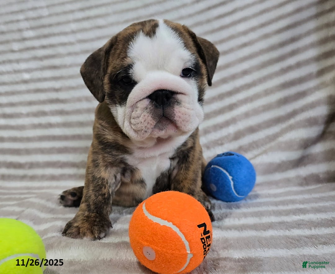 English Bulldog dogs for sale: Lulu - Ad 2