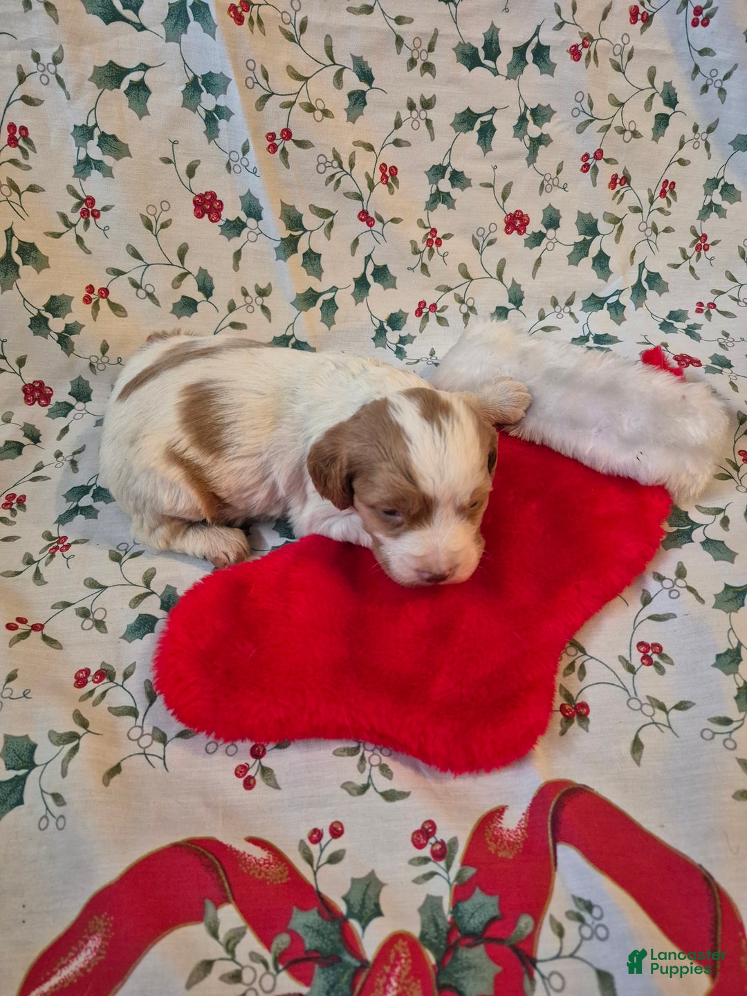 Brittany Spaniel dogs for sale: Pluto - Ad 6