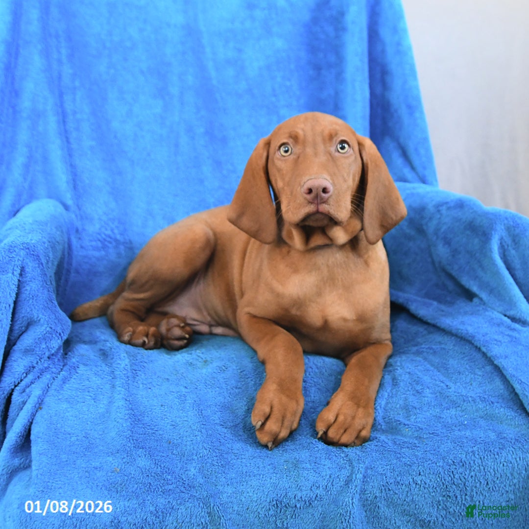 Vizsla dogs for sale: Russel - Ad 2