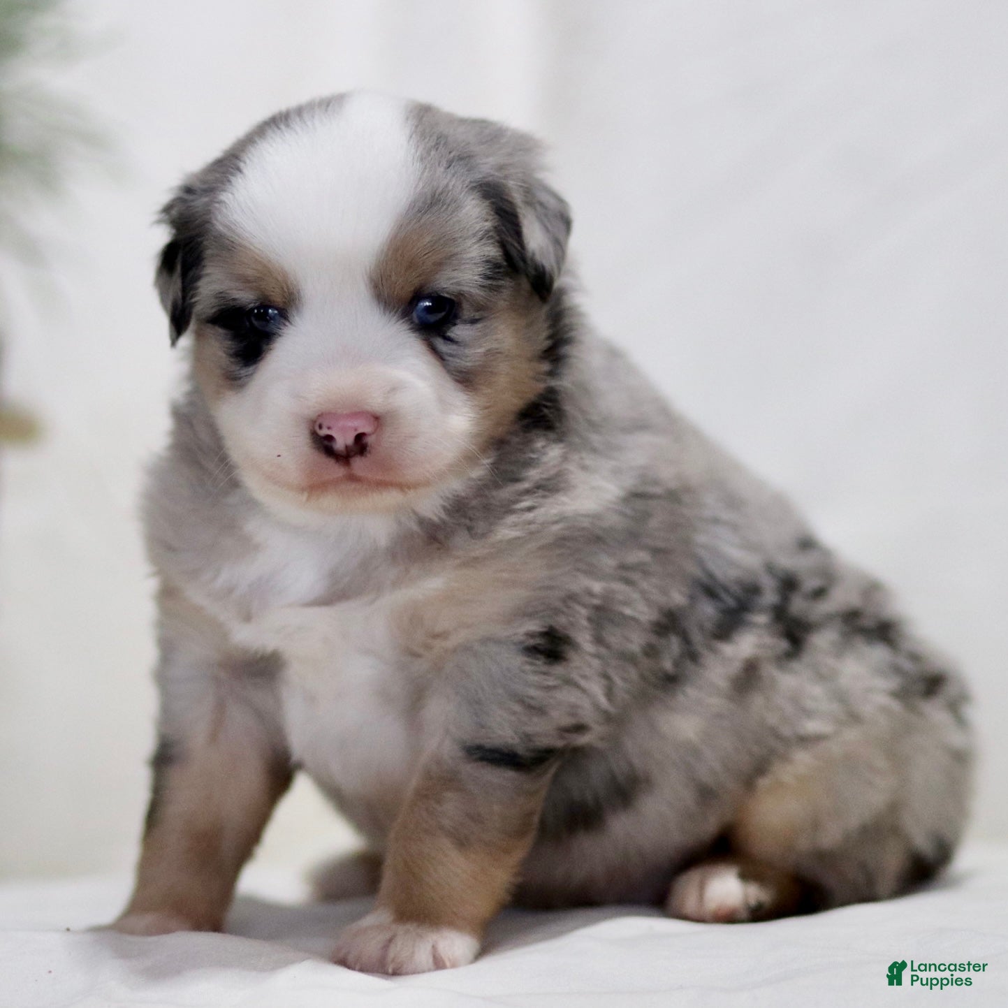 Miniature Australian Shepherd dogs Adrian - Ad 1