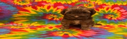 Havanese dogs for sale: Lincoln - Ad 2