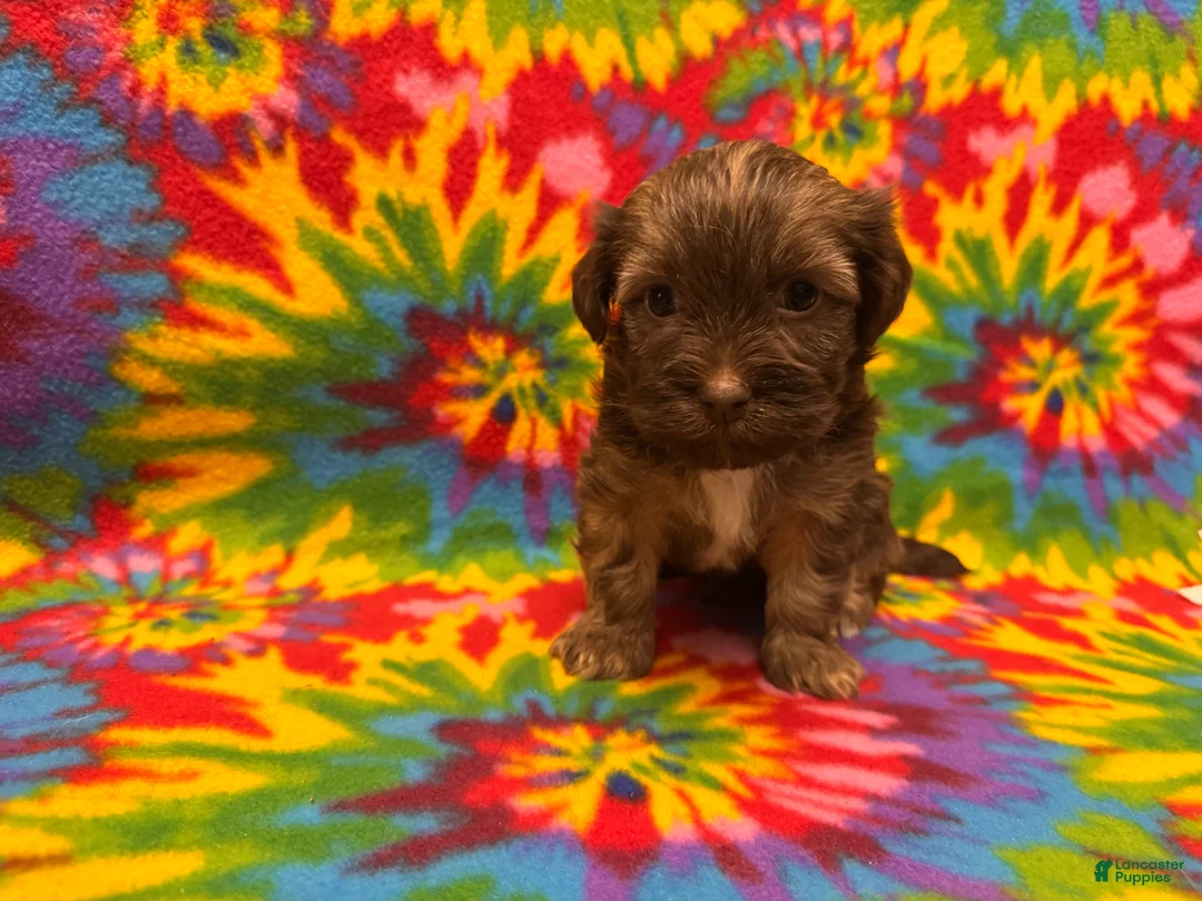 Havanese dogs for sale: Lincoln - Ad 2