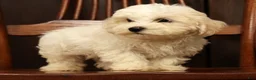 Havanese dogs for sale: Gavin - Ad 9