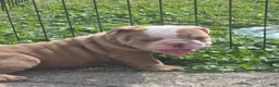 English Bulldog dogs for sale: Bella - Ad 6