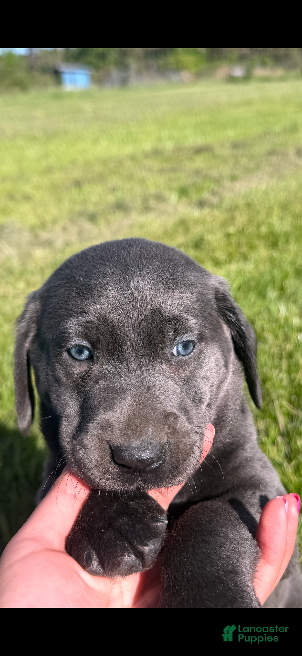 Labrador Retriever dogs Labrador Retriever Puppy 2 - Ad 2