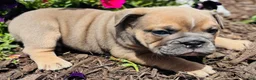 English Bulldog dogs for sale: Solo  - Ad 5