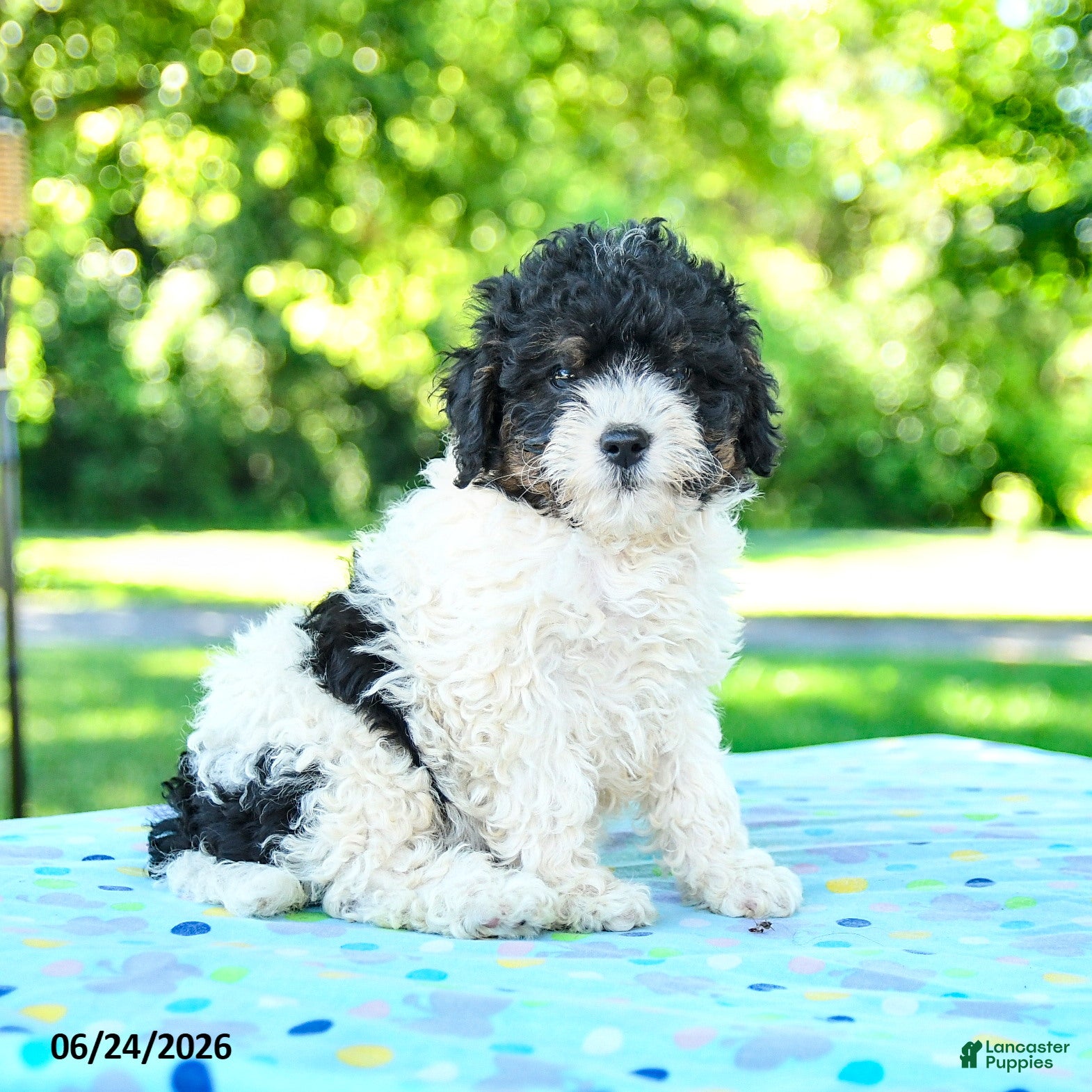 Shihpoo dogs Sharlene - Ad 2