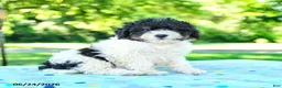 Shihpoo dogs for sale: Sharlene - Ad 2