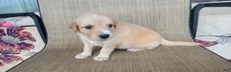 Australian Shepherd dogs for sale: Elsa - Ad 4